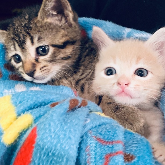 Meet your Posher, Stephanie - Picture 4 of 8